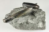 Two, Jurassic Belemnite (Passaloteuthis) Fossils - Germany - #199260-1